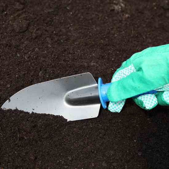 Early August is an optimal time to start fall crops of spinach, lettuce and other short-season greens.